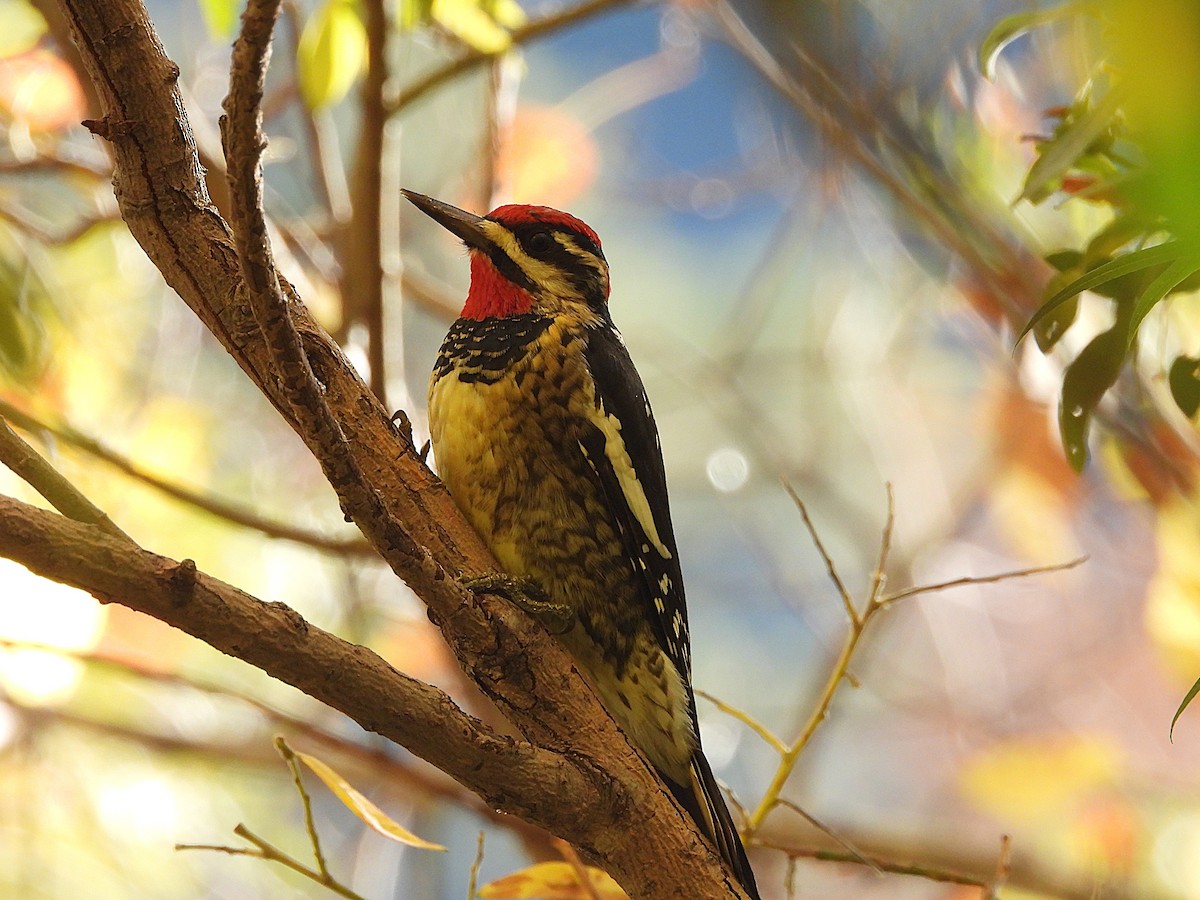 Red-naped Sapsucker - ML645196035