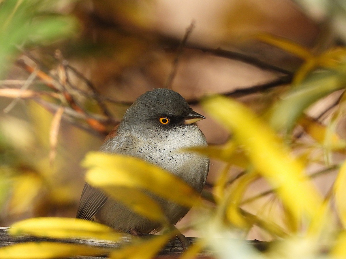 Yellow-eyed Junco - ML645196036