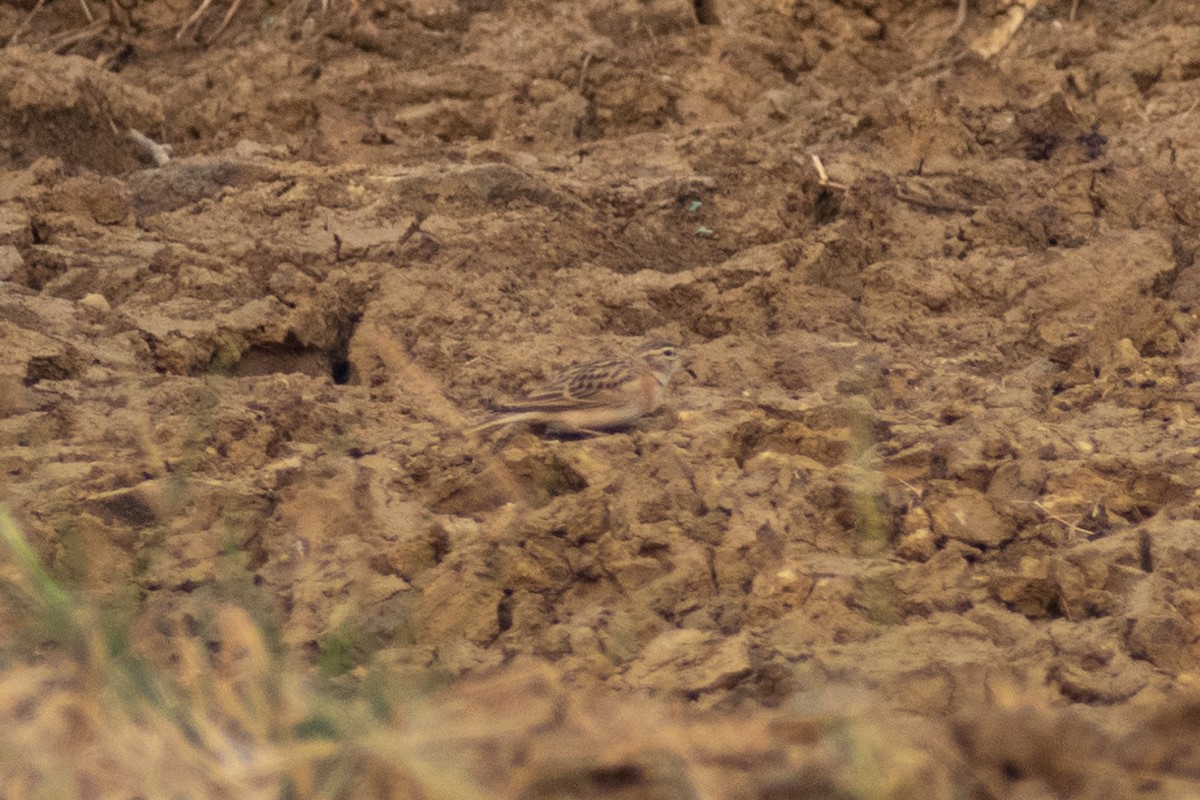 Alouette de Sykes - ML645196048