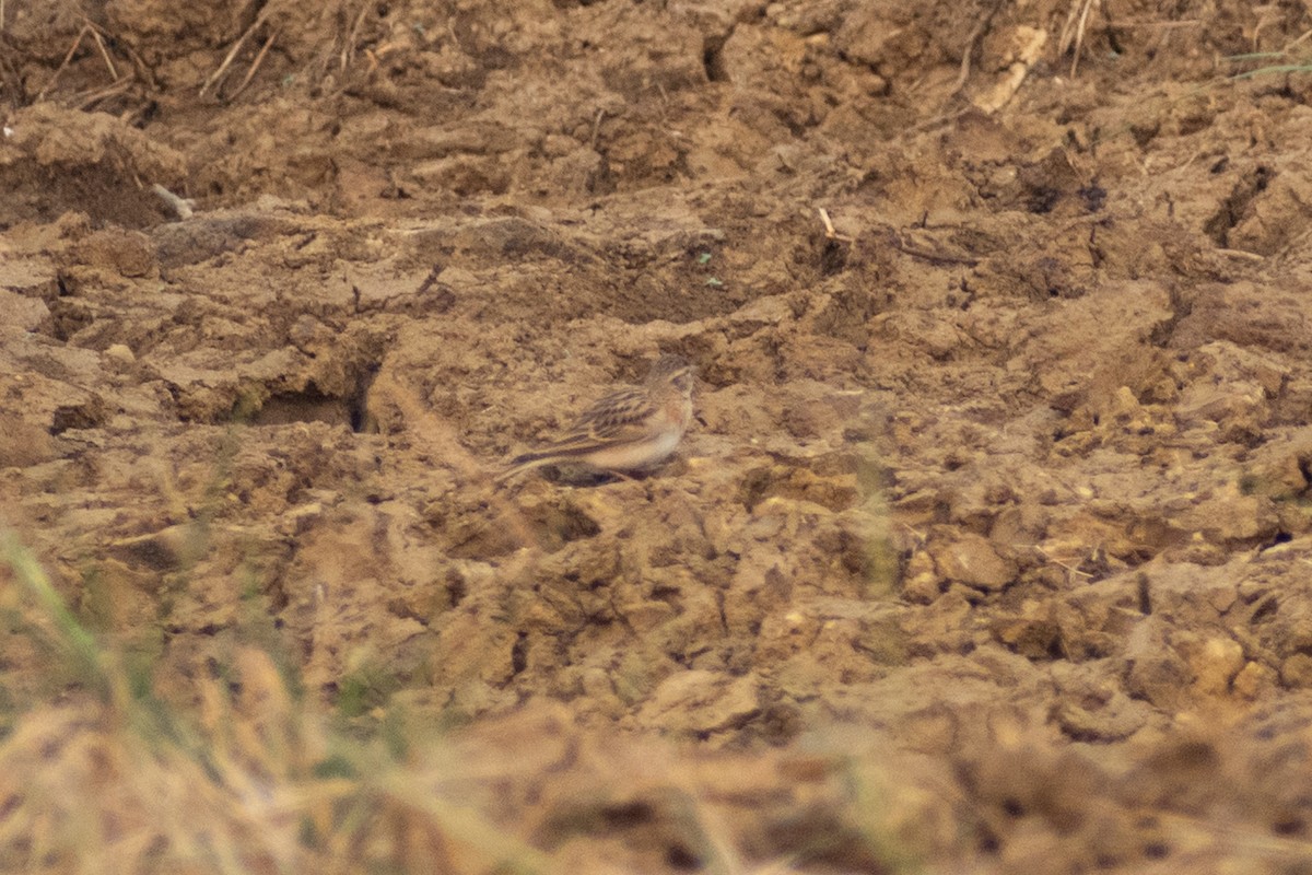 Alouette de Sykes - ML645196049