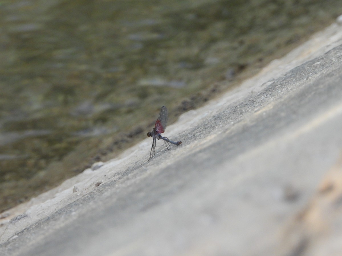 Dragonflies and Damselflies - ML645196065