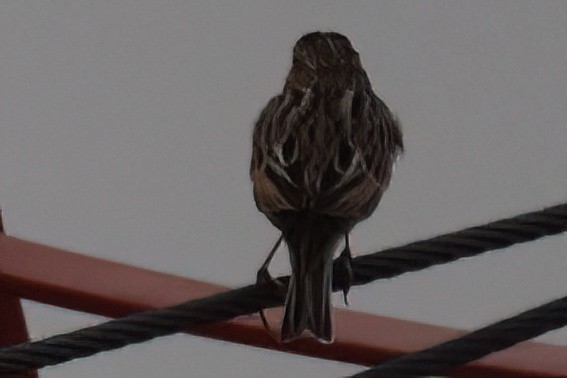 Пасовник савановий - ML645196067