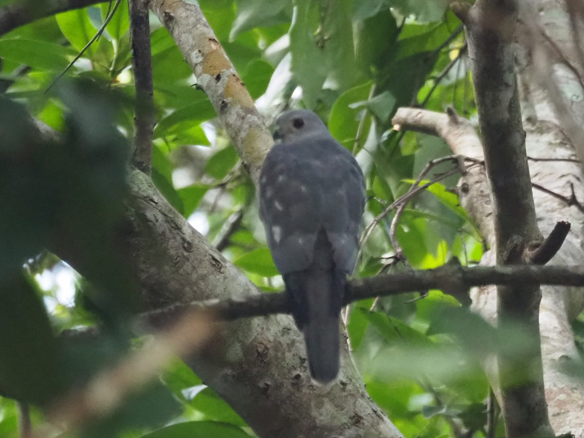 Black Baza - ML645196068