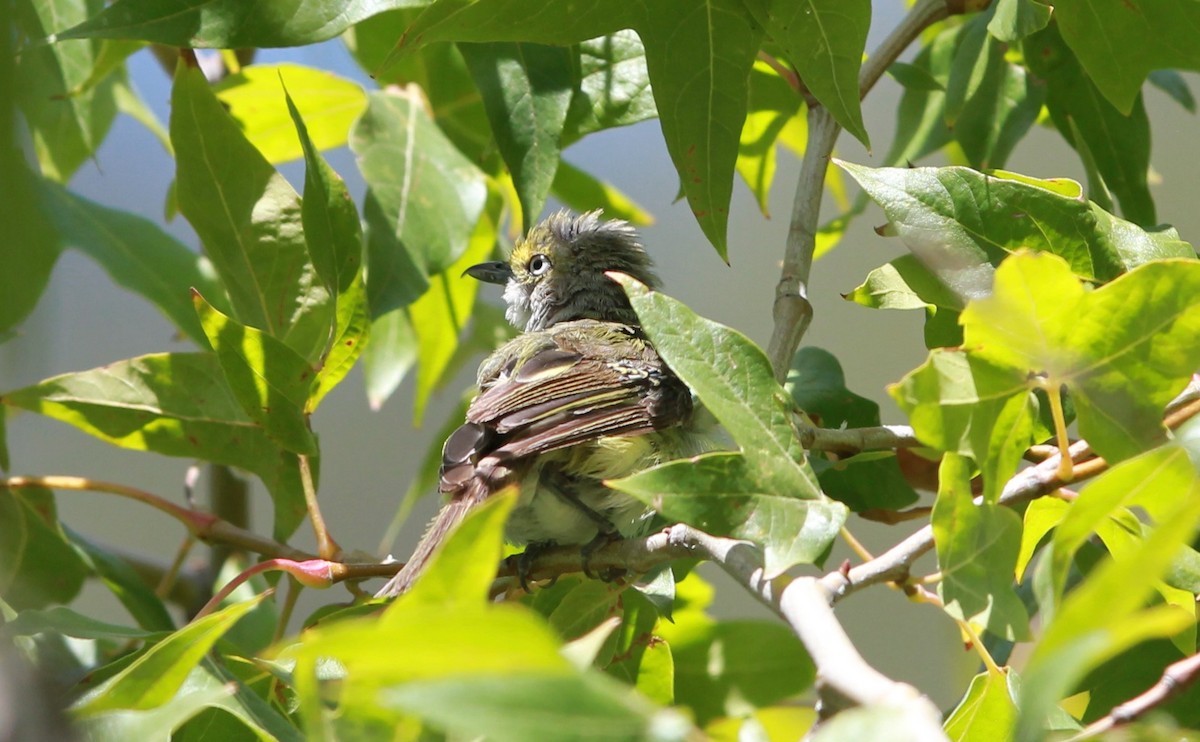 Weißaugenvireo - ML645196076