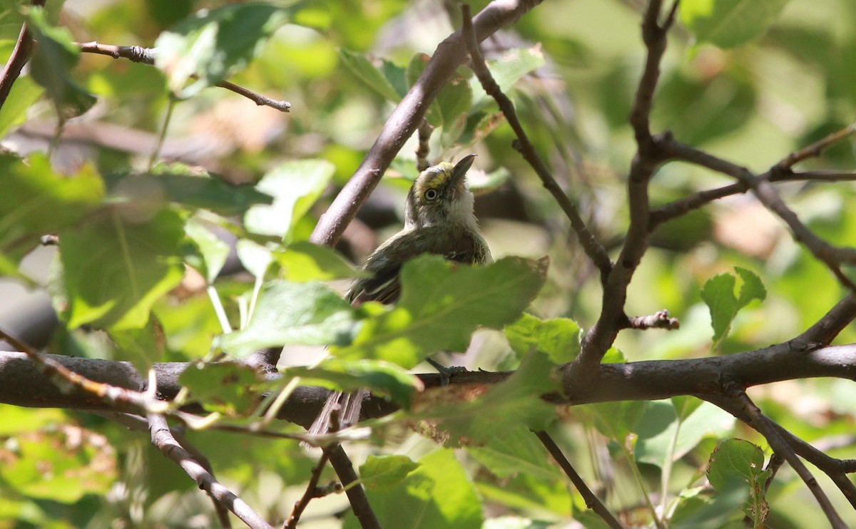 Weißaugenvireo - ML645196077