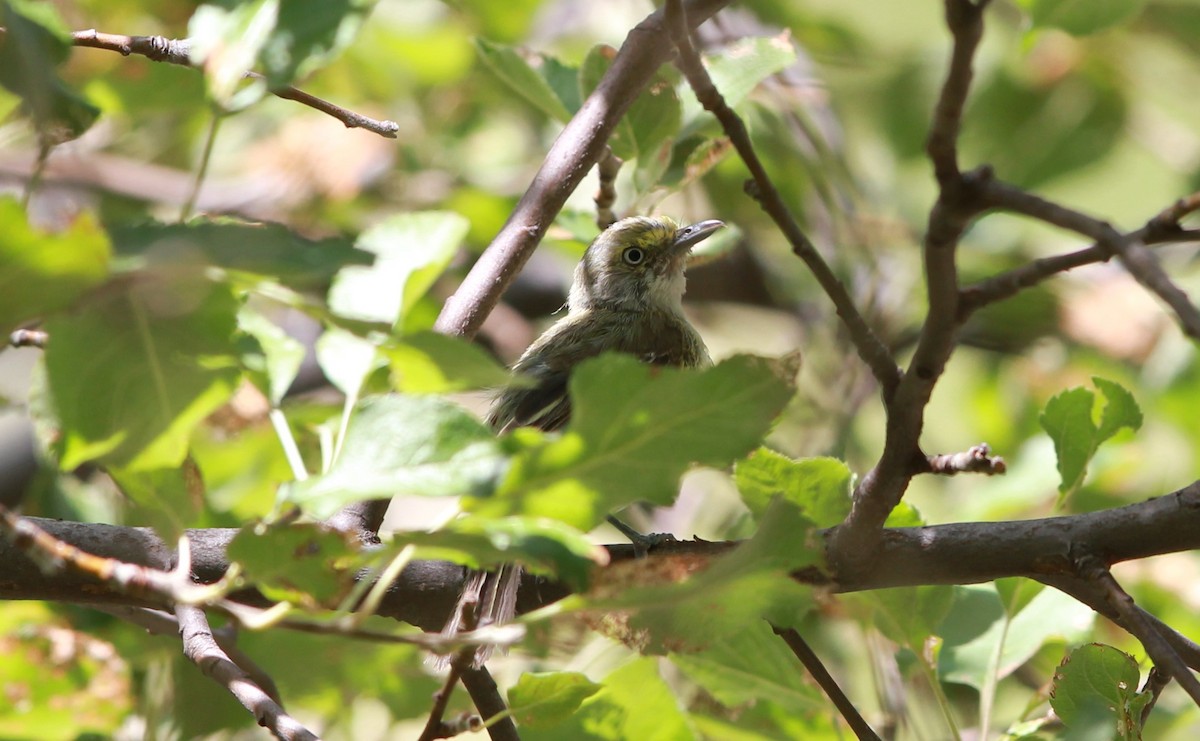 Weißaugenvireo - ML645196078
