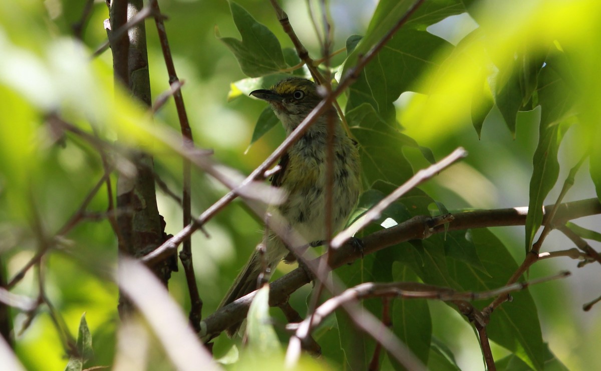 Weißaugenvireo - ML645196080