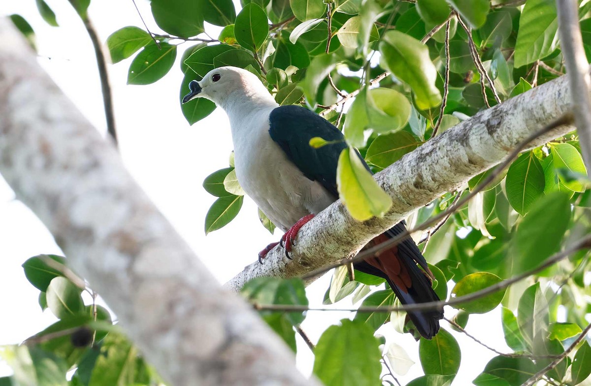 Spice Imperial-Pigeon - ML645196081