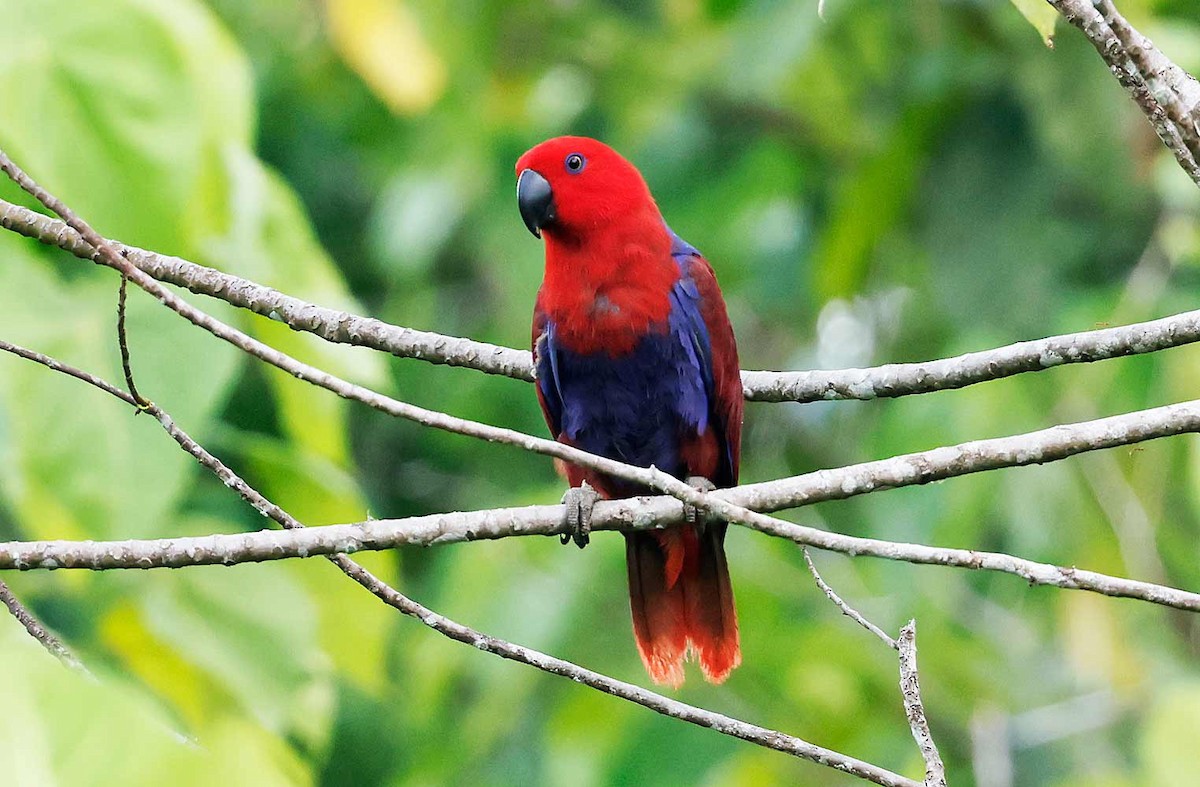 Papua Eklektus Papağanı - ML645196088