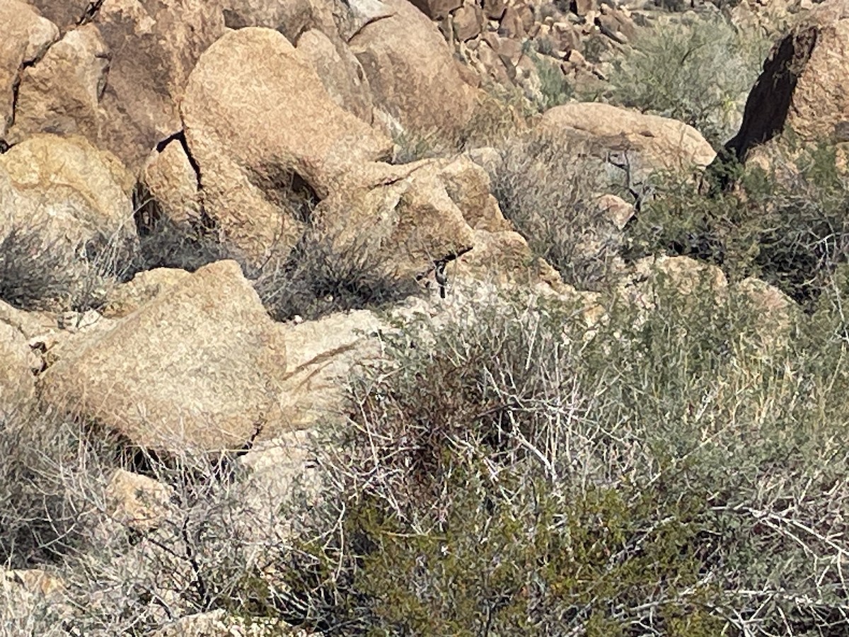 ノドグロヒメドリ - ML645196094