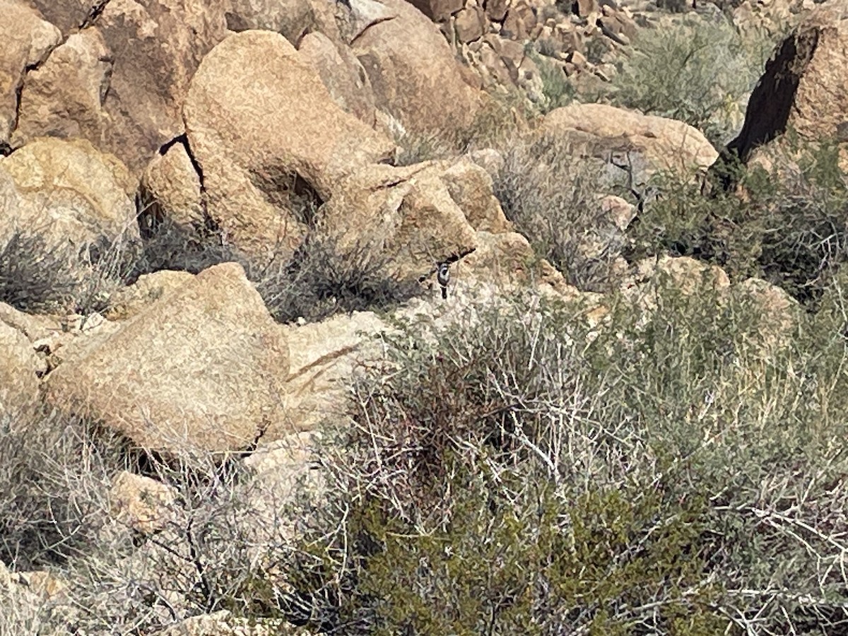 ノドグロヒメドリ - ML645196095