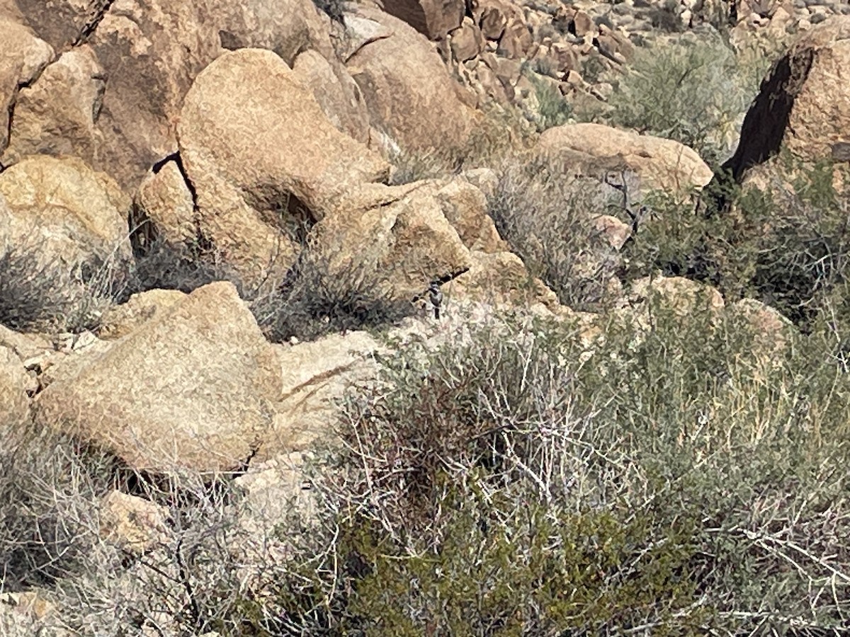 ノドグロヒメドリ - ML645196096