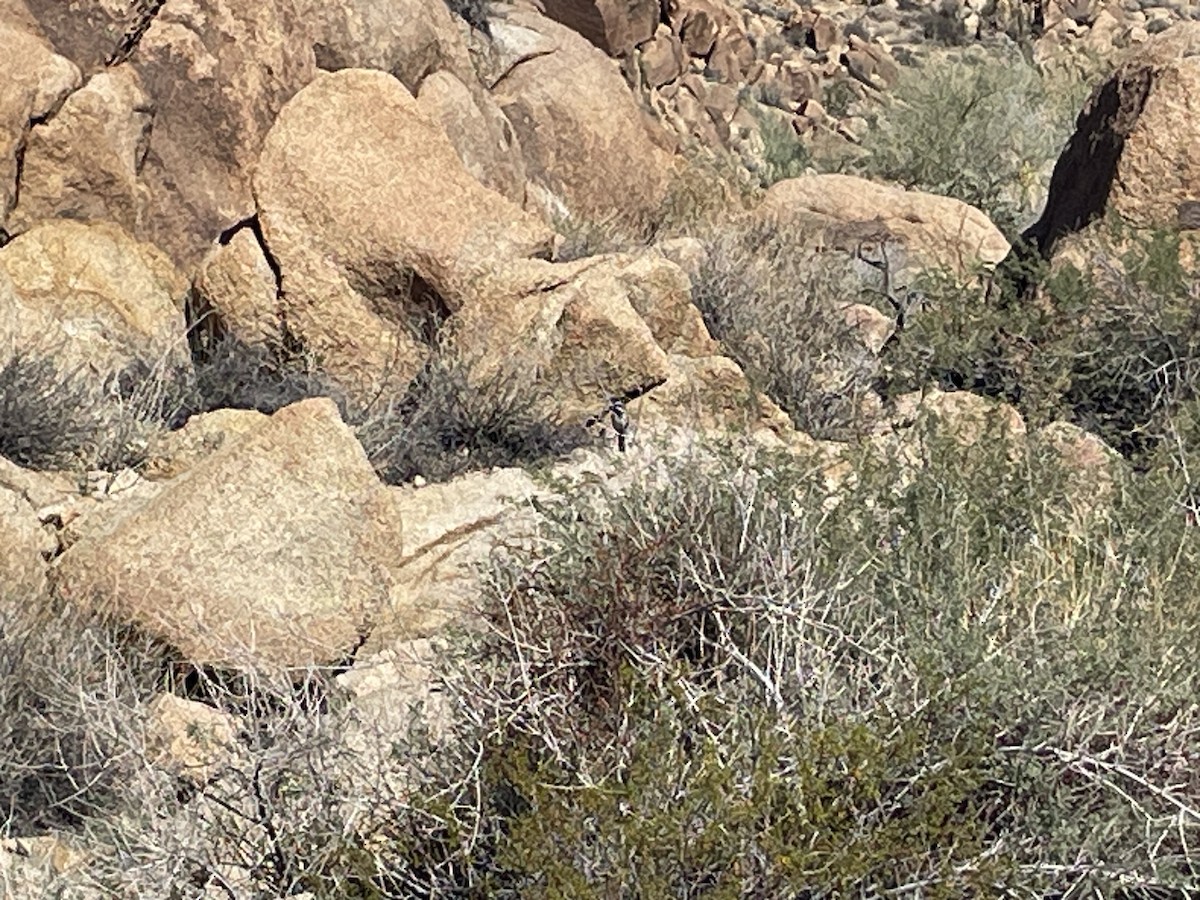 ノドグロヒメドリ - ML645196097