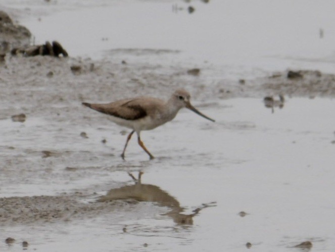 tereksnipe - ML645196098