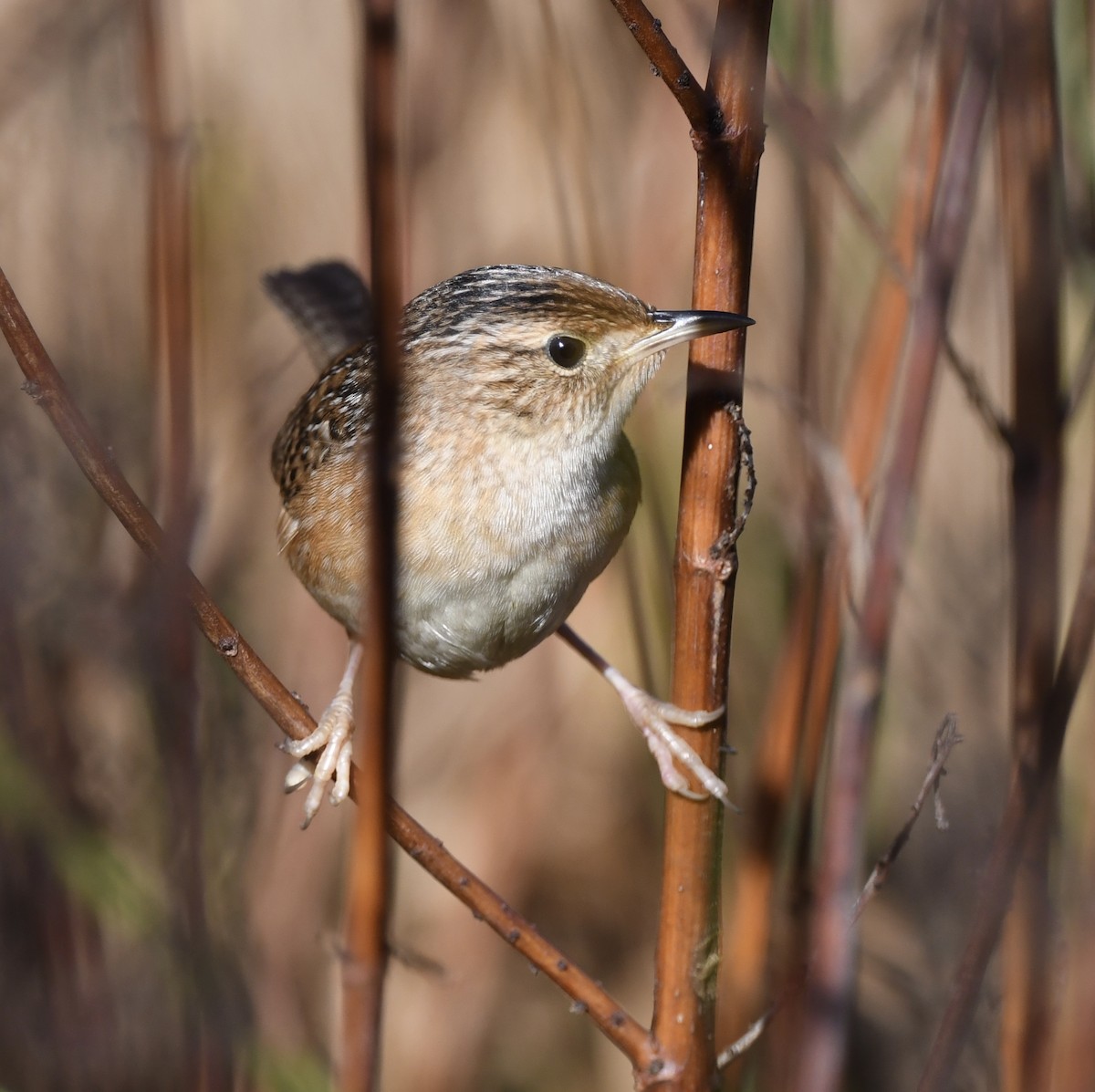 Sedge Wren - ML645196102