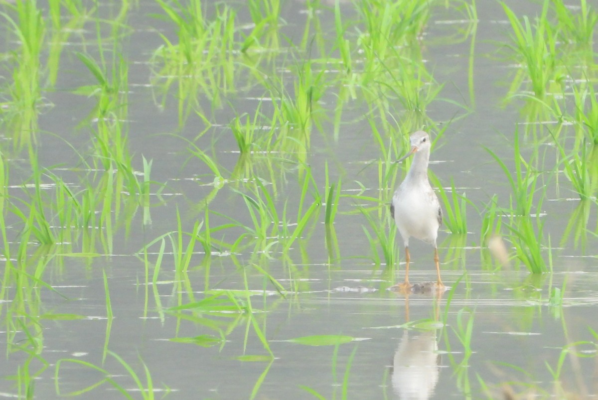 ביצנית אפורה - ML645196112