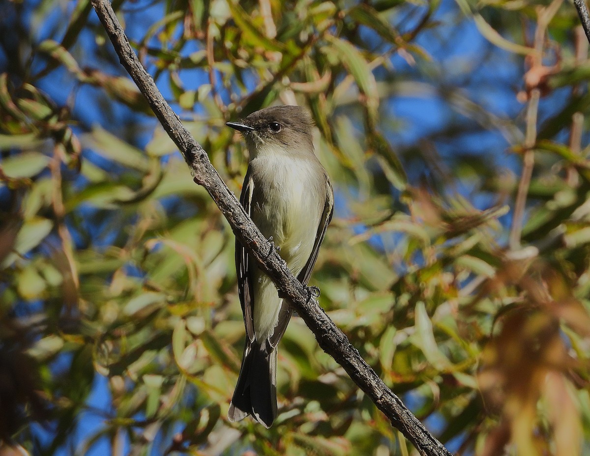 Eastern Phoebe - ML645196116