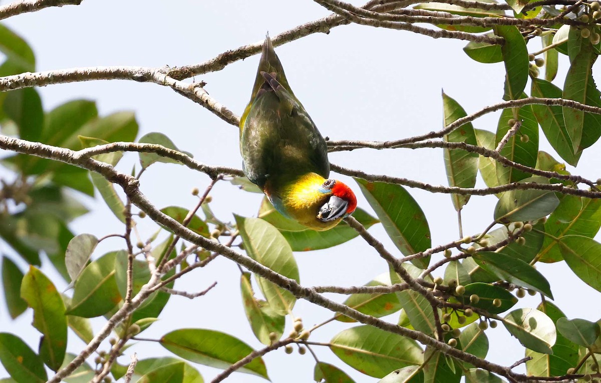 Large Fig-Parrot - ML645196117