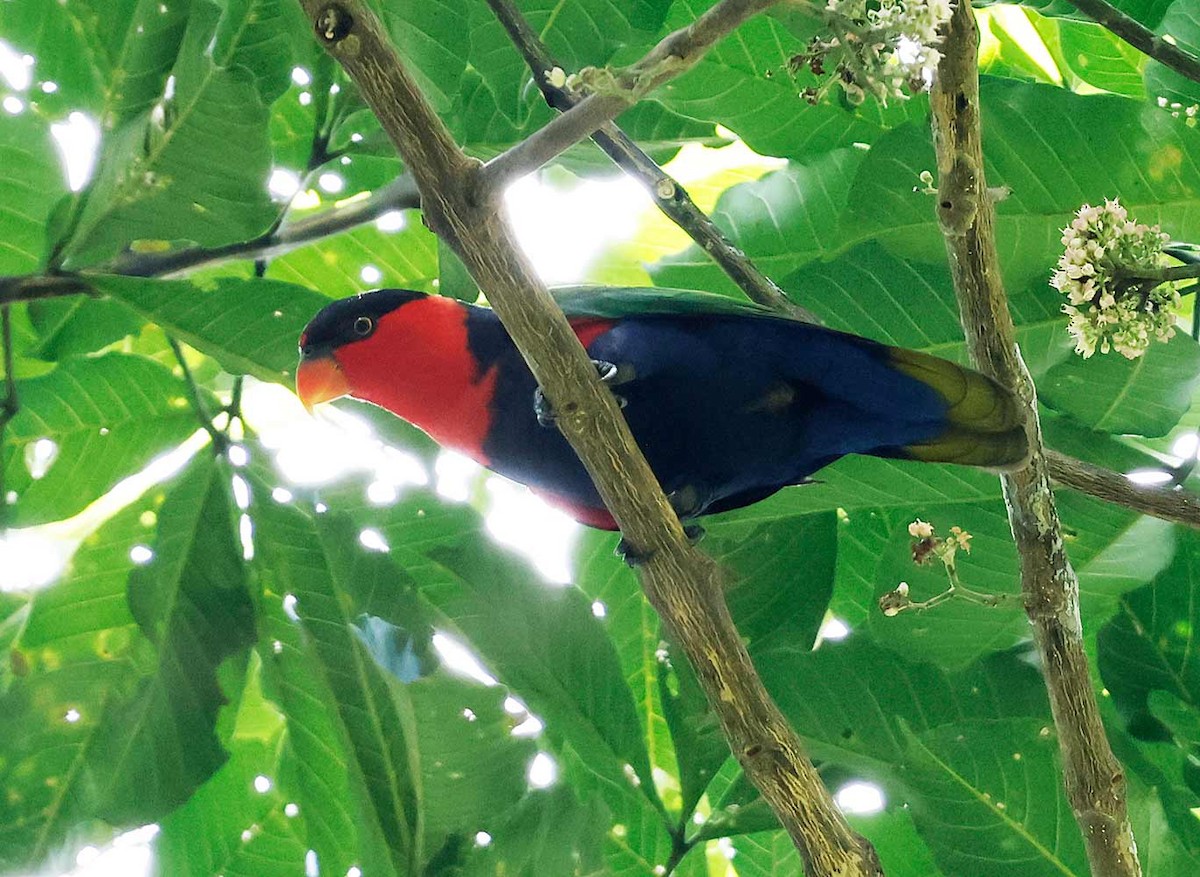 Black-capped Lory - ML645196122