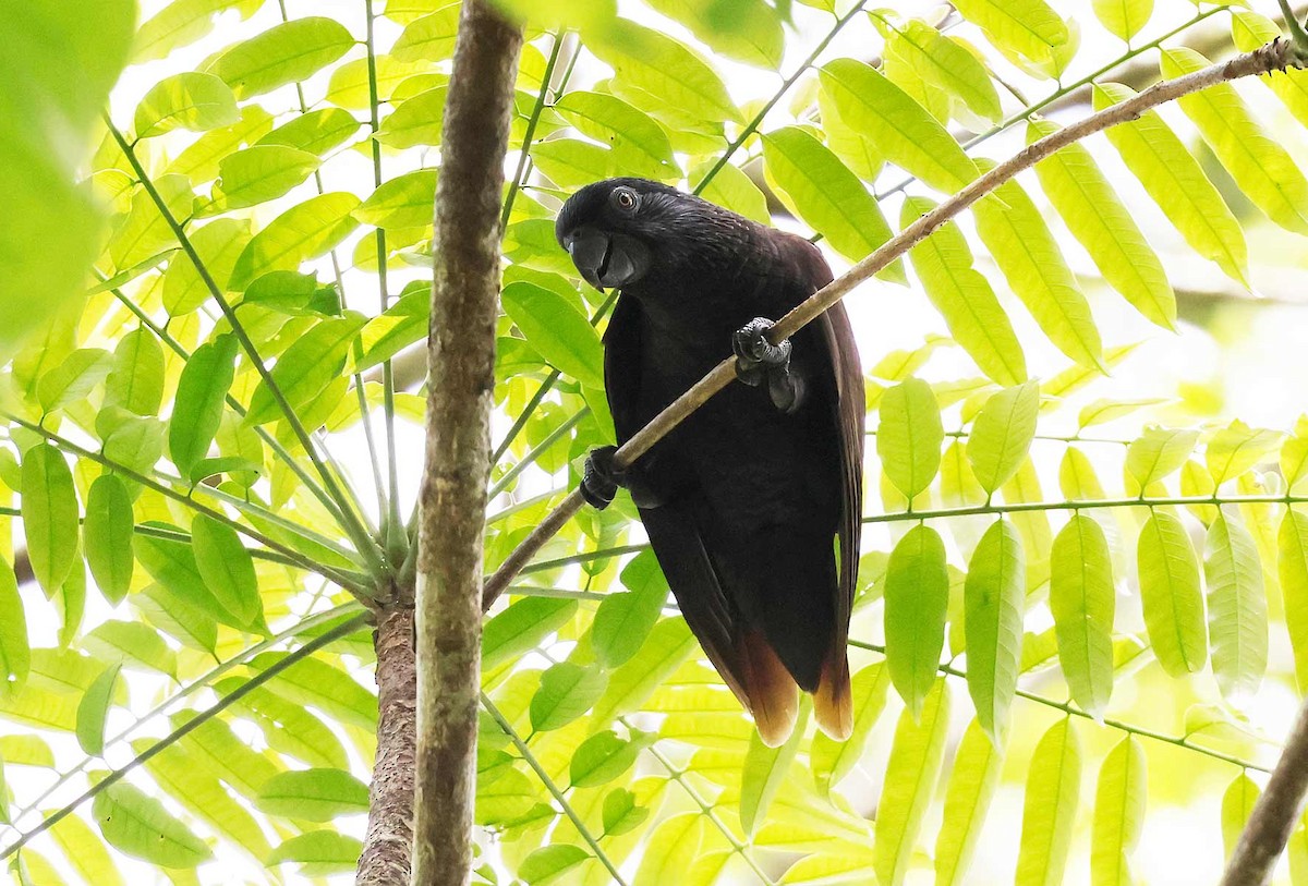 Black Lory - ML645196128