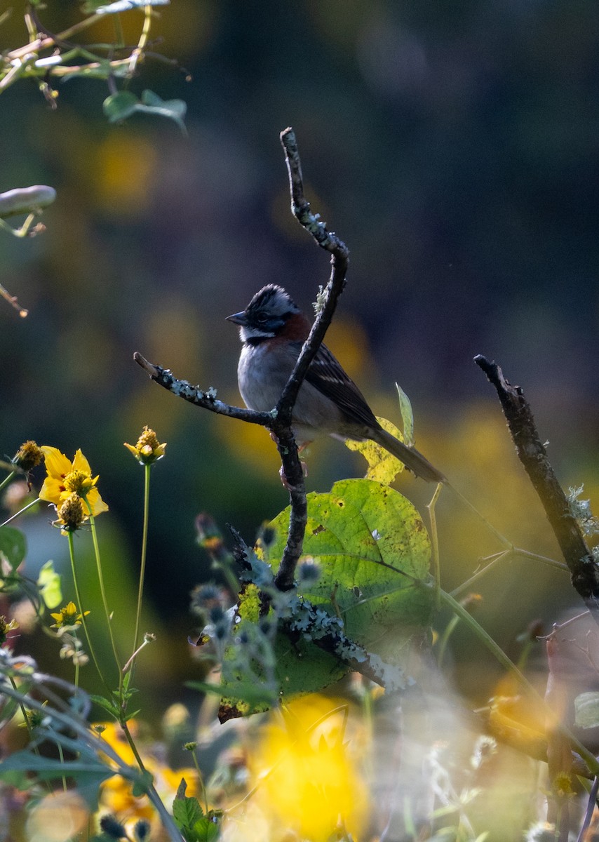 Rufous-collared Sparrow - ML645196131