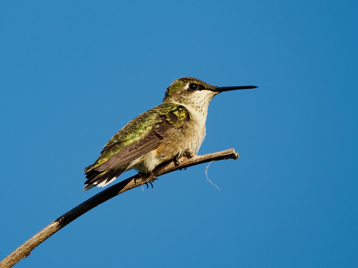 Колібрі рубіновогорлий - ML645196135