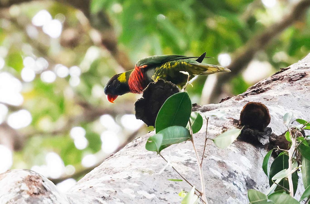 Coconut Lorikeet - ML645196137