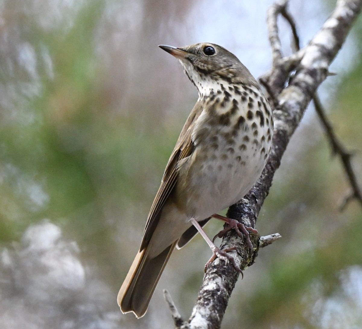 Hermit Thrush - ML645196138