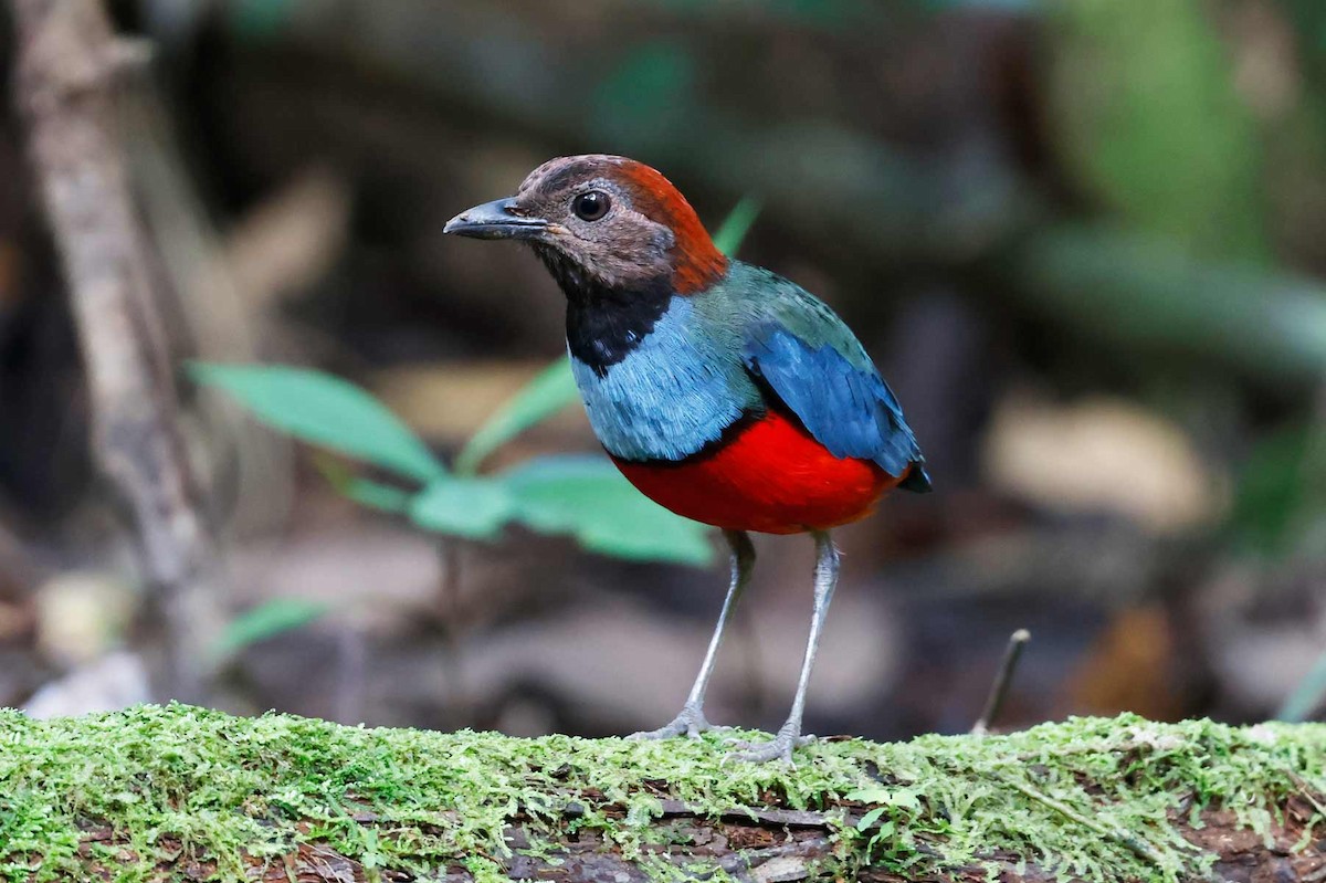 Papua-Blaubrustpitta - ML645196140