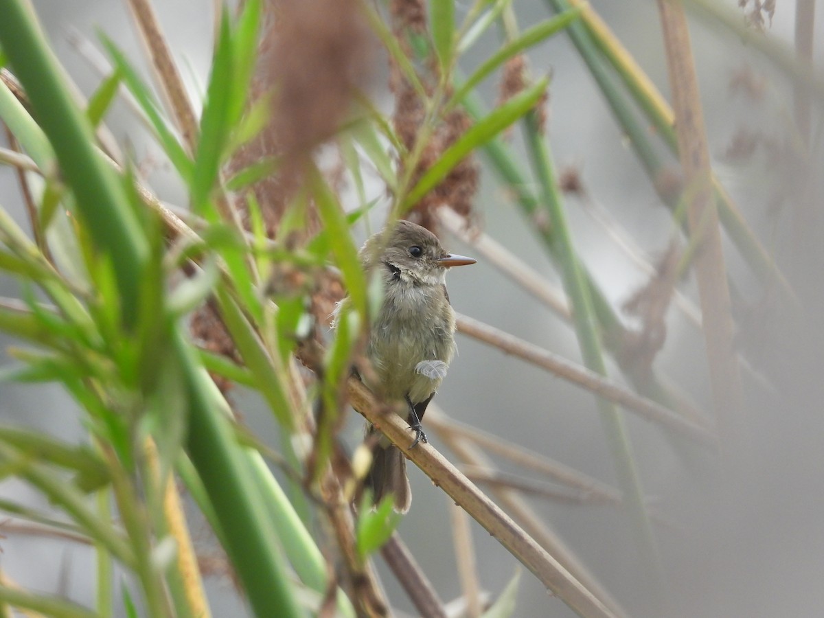 Willow Flycatcher - ML645196147