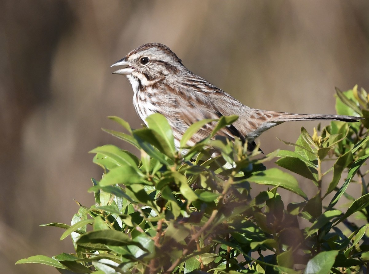 Song Sparrow - ML645196155
