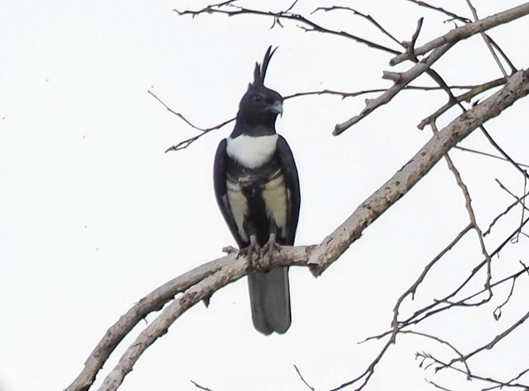 Black Baza - ML645196161