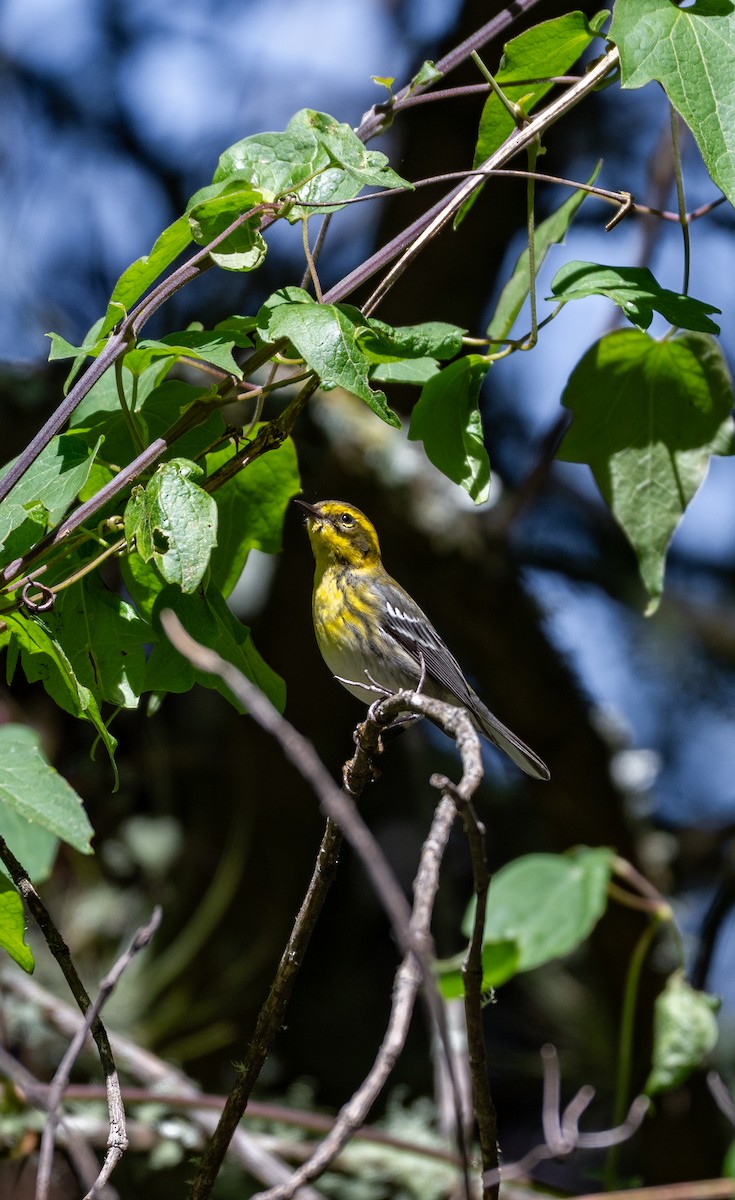 Townsend's Warbler - ML645196163