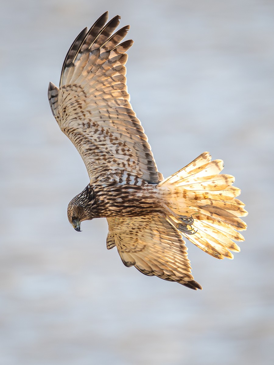 moták východní - ML645196169