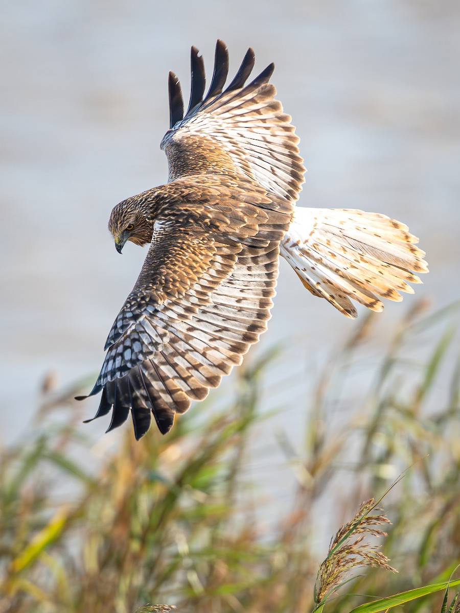 moták východní - ML645196171