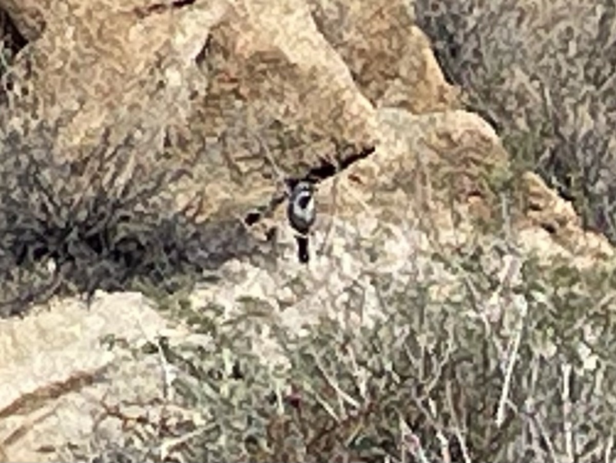 ノドグロヒメドリ - ML645196175