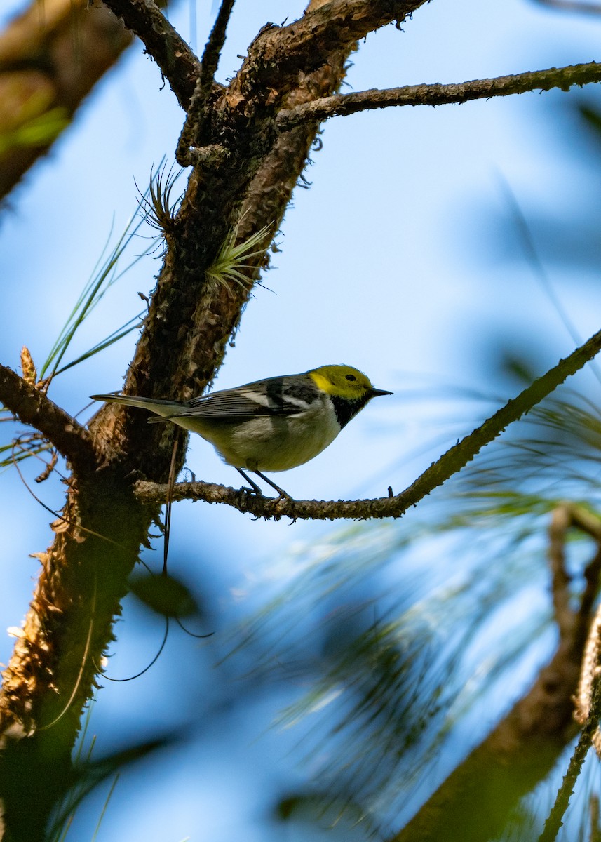 Hermit Warbler - ML645196176