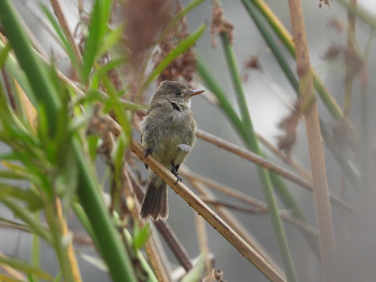 Willow Flycatcher - ML645196183