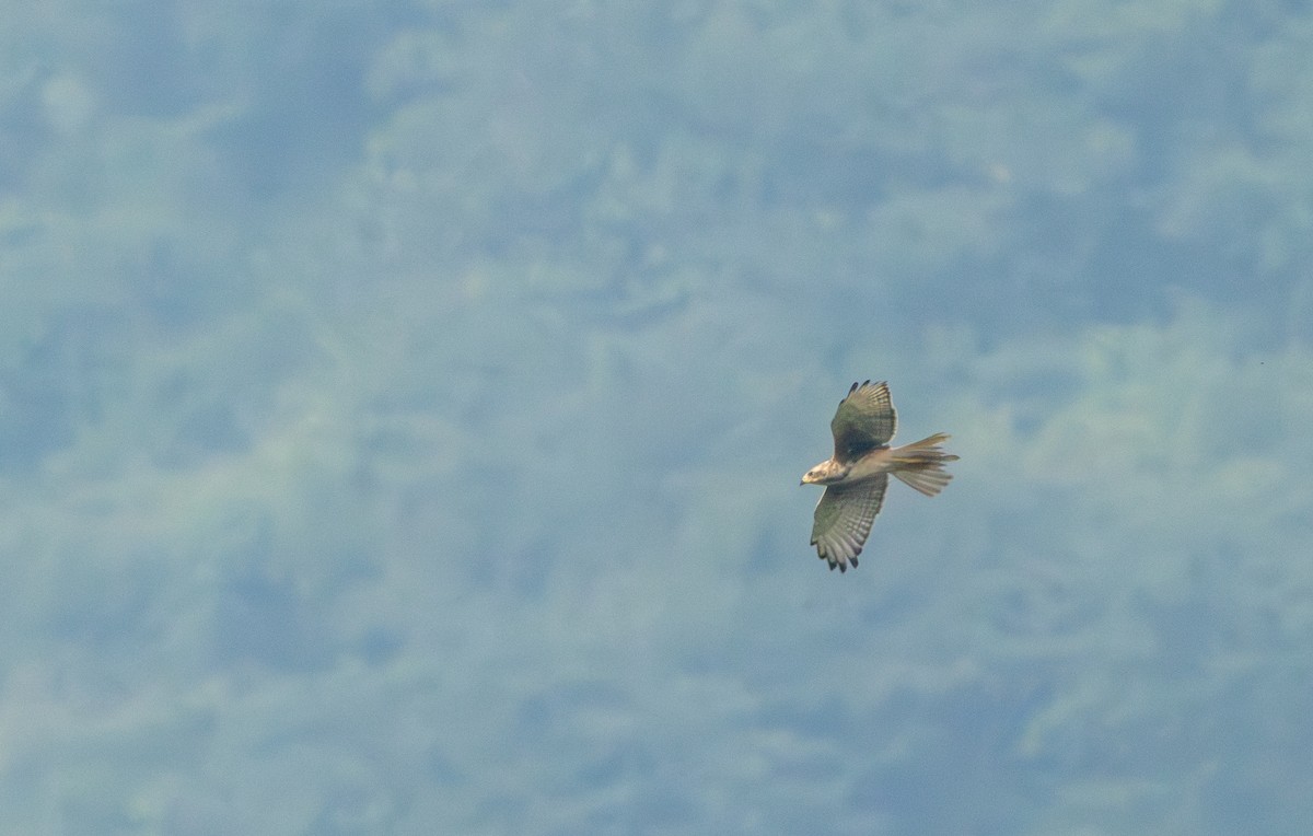 White-eyed Buzzard - ML645196185