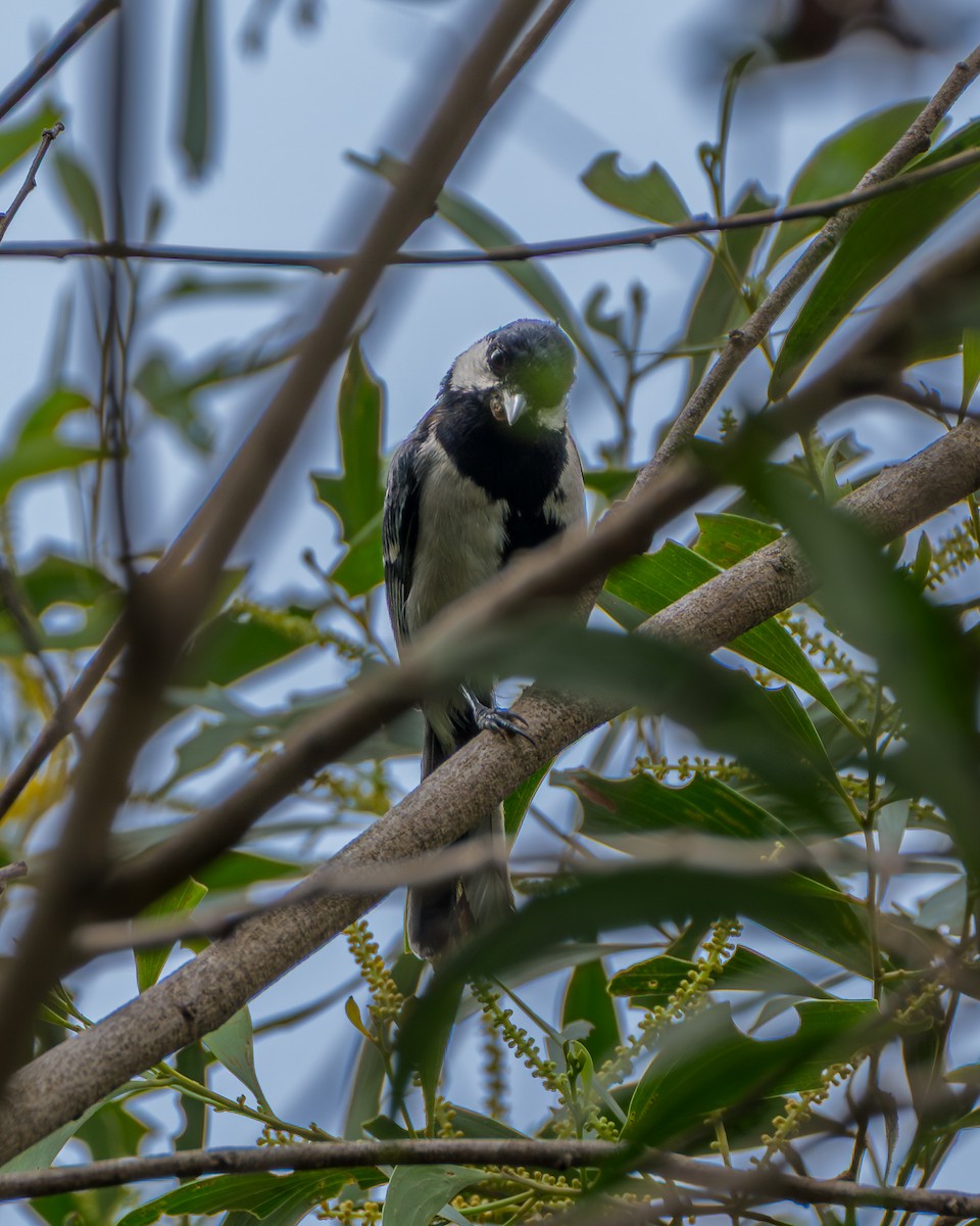 Asian Tit (Cinereous) - ML645196189