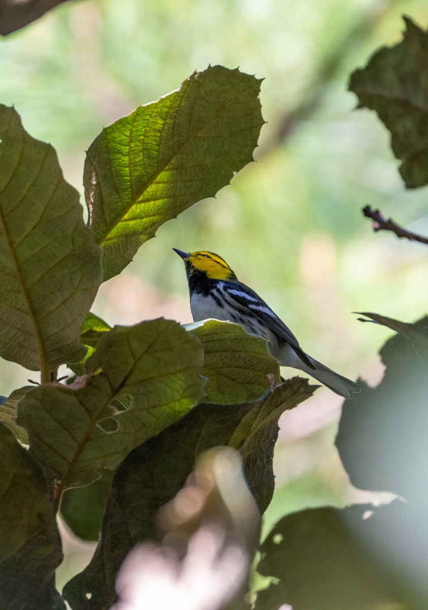 Golden-cheeked Warbler - ML645196192