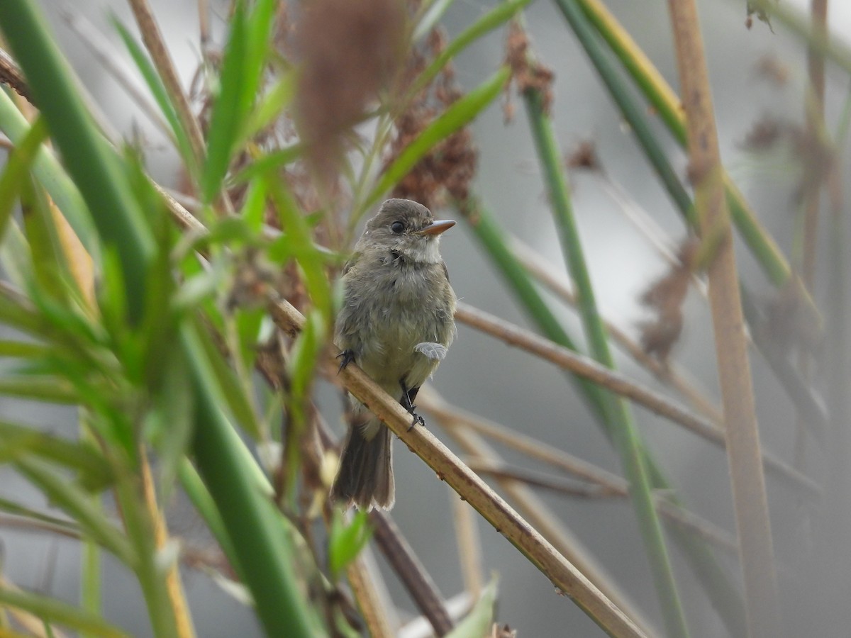 Willow Flycatcher - ML645196193