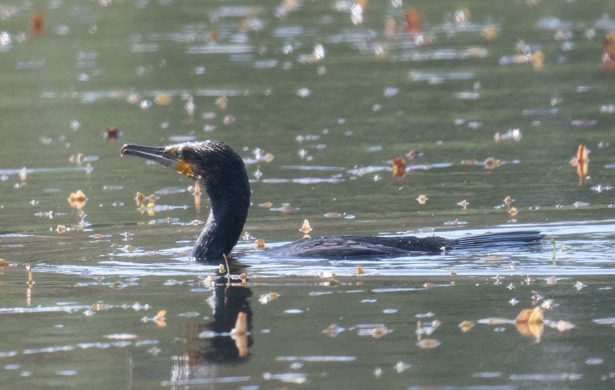 storskarv - ML645196204