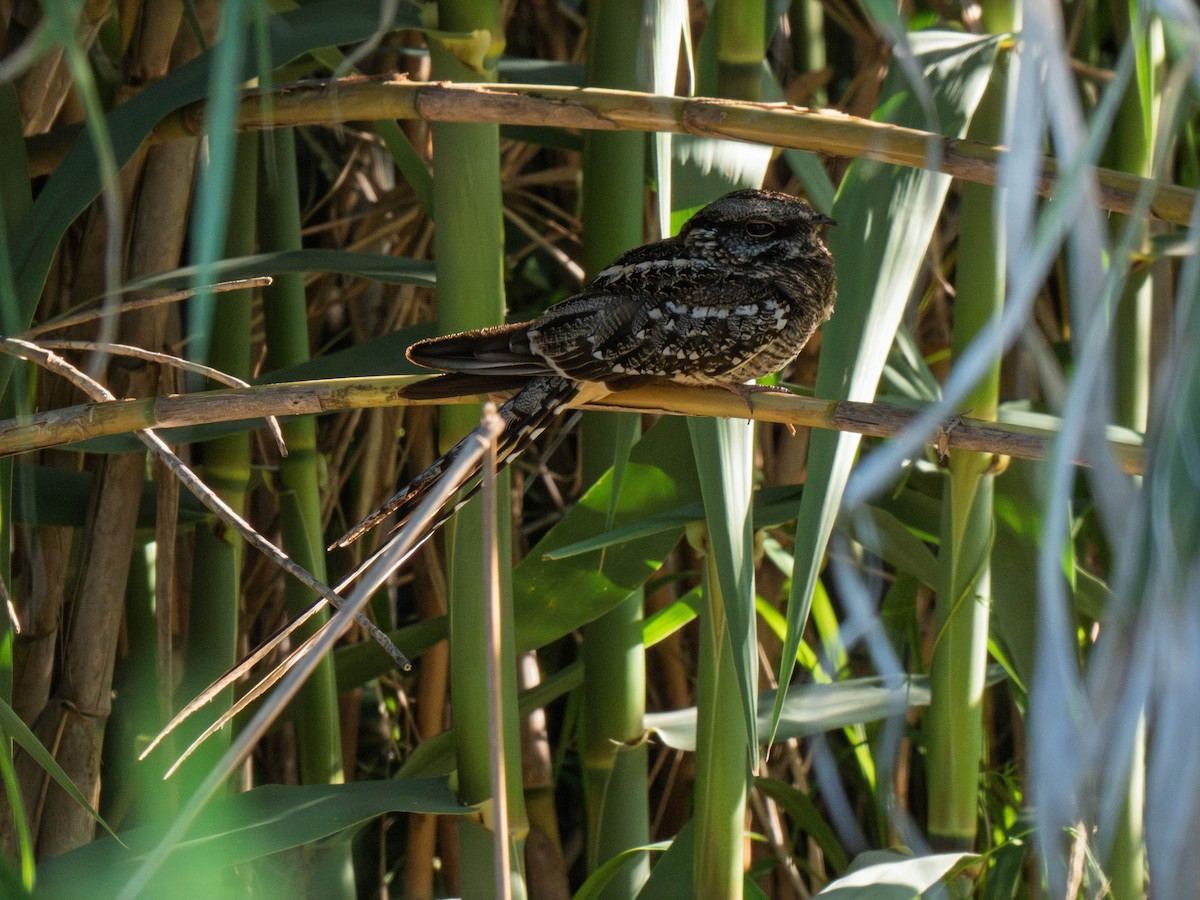 Scissor-tailed Nightjar - ML645196206