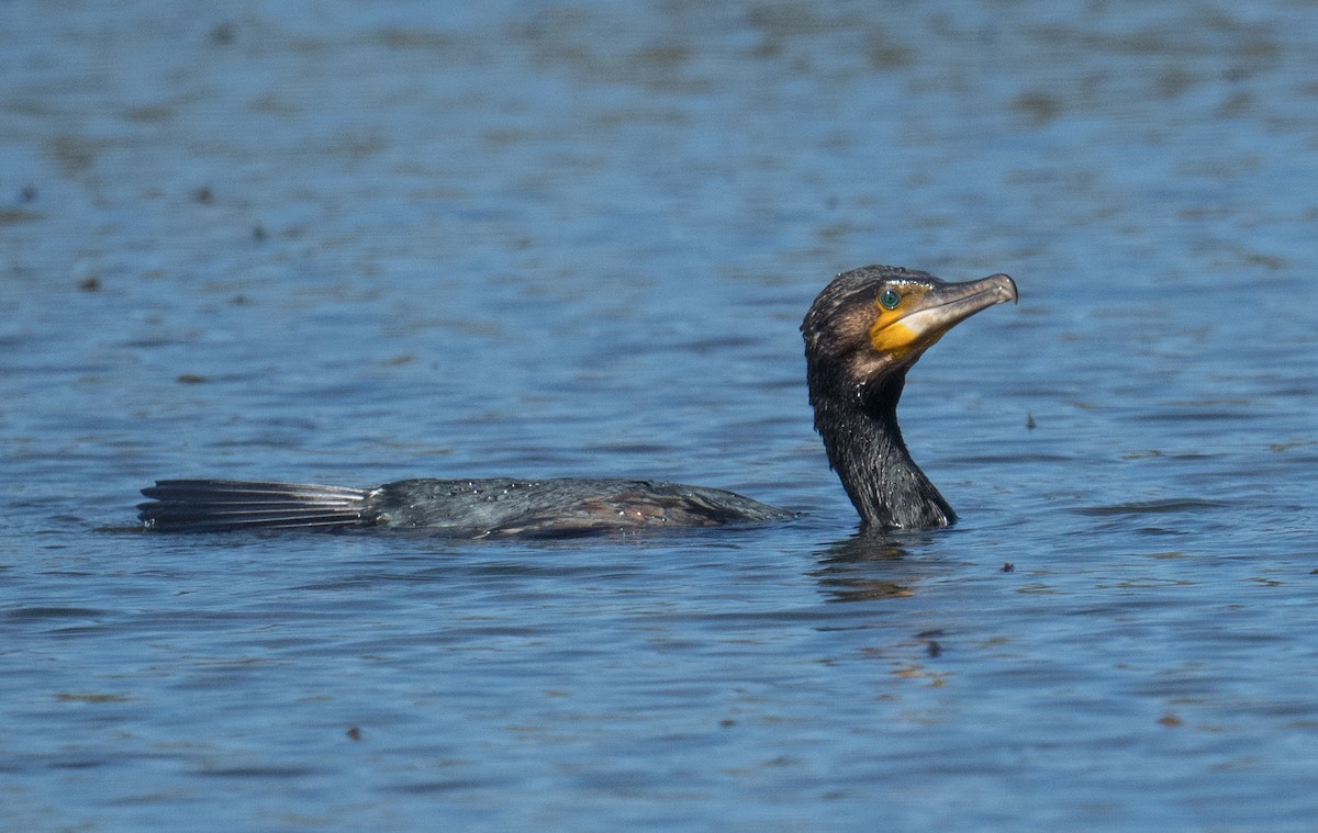 storskarv - ML645196208