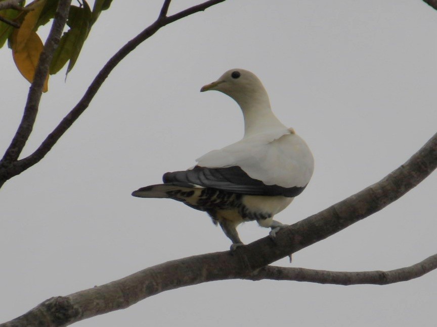 Carpophage argenté - ML645196210