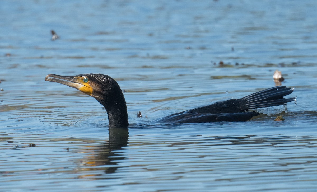 storskarv - ML645196215