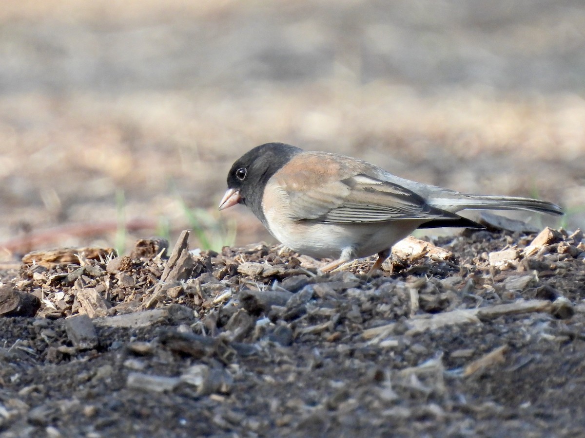 Dark-eyed Junco - ML645196221