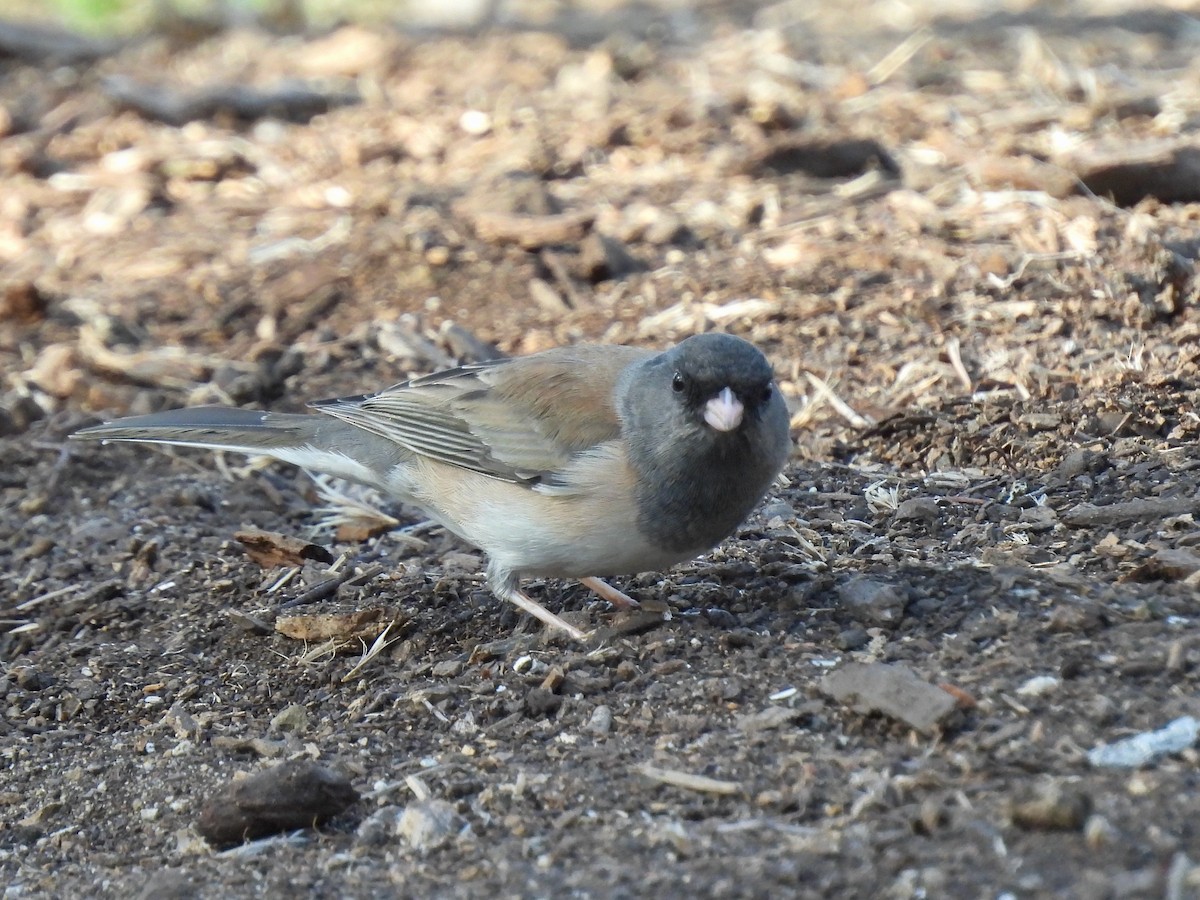 Dark-eyed Junco - ML645196222