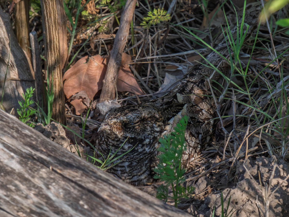 Scissor-tailed Nightjar - ML645196223